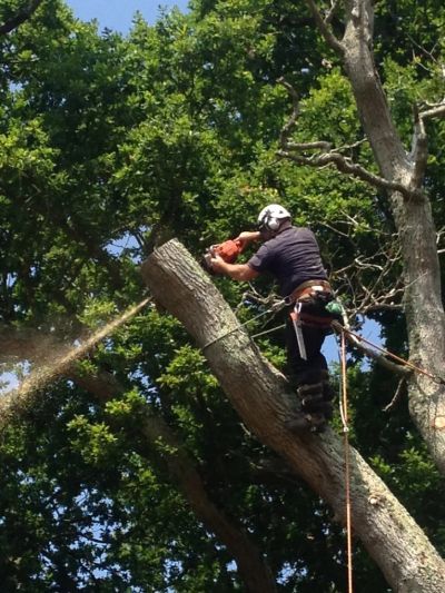 Broadoak Tree Care Ltd